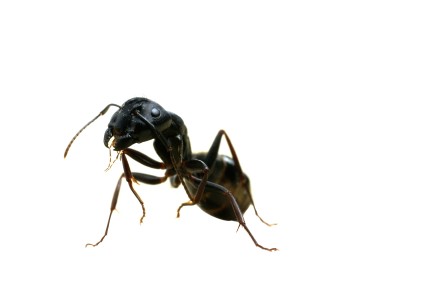 ant image74d05e%20%281%29