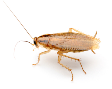 cockroach image1bc41d