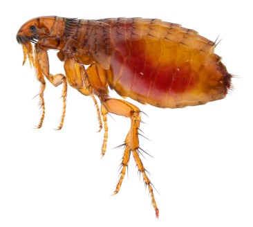 flea image8be1b4%20%281%29