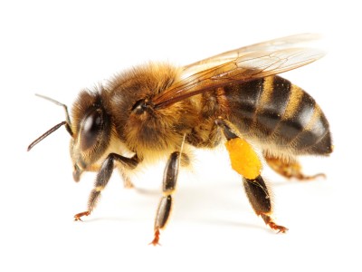 honeybee image3b4739