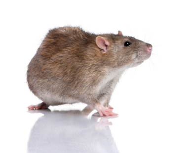 rat image35e67d