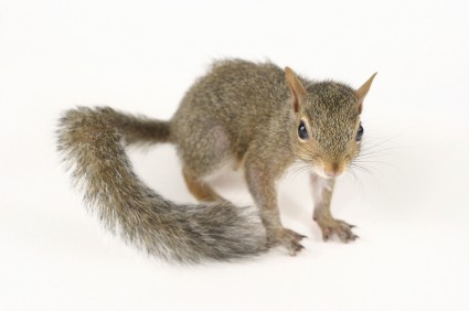 squirrel image31bc2b