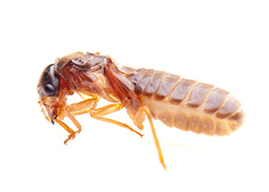 termite imageaacdd8
