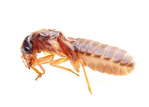 termite imagef48a4d
